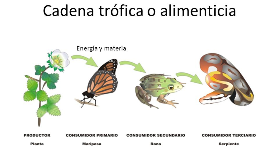 Cadena alimentaria