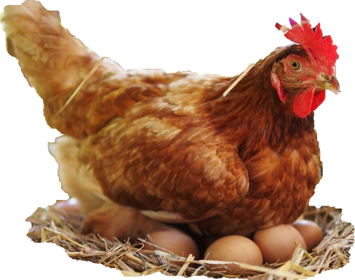 Gallina Gallina