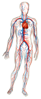 Aparato circulatorio