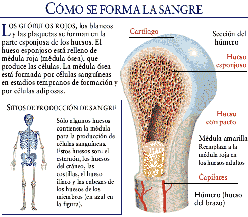 Formación de la sangre