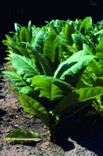 Planta de Tabaco