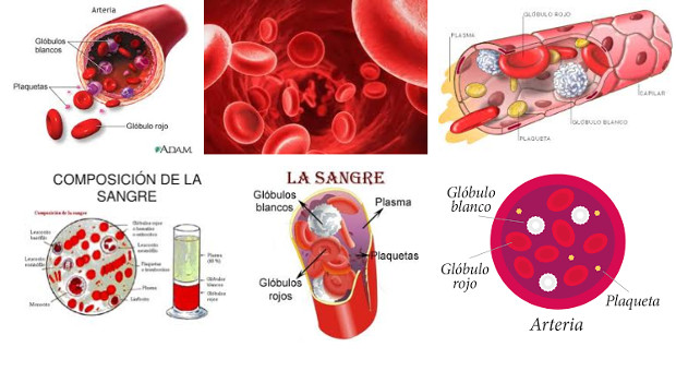 La sangre