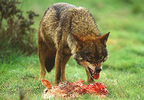 Lobo ibérico